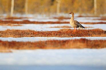 Tundra Bean Goose (Anser fabalis) on a bog covered with snow