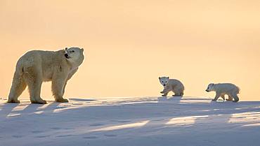 Polar bear (Ursus maritimus), (3 months twin cubs following their mum up on a ridge. Churchill, MB, Canada