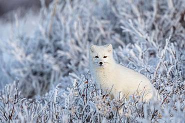 Arctic fox (Vulpes lagopus) An arctic fox in frozen willows. Churchill, MB, Canada.