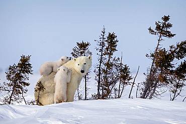 Polar bear (Ursus maritimus) Twin polar cubs on their mother's back. Churchill, MB, Canada,