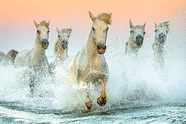 Camargue horses running in swamps at sunset. Camargue, France