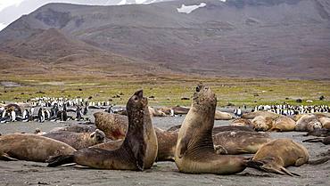 Southern Elephant Seal (Mirounga leonina). Elephant seals fighting on the beach of St Andrews Bay, South Georgia.