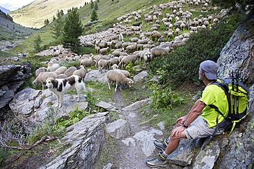 Shepherd with its Pyrenean Mountain Dogs and flock in an alpine pasture, Queyras Regional Nature Park, Alps, France