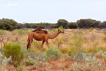 Dromedary (Camelus dromedarius), Kata Tjuta, Centre Rouge, NT, Australia