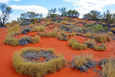 Plant formations, Red Center, NT, Australia