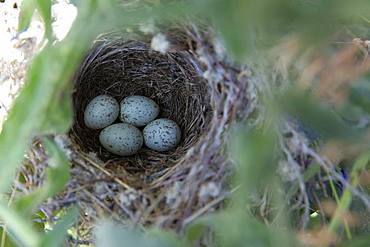 Black-headed Bunting (Emberiza melanocephala) eggs in nest, Armenia