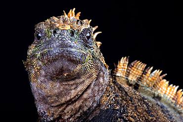 Santa Cruz marine iguana (Amblyrhynchus cristatus hassi)