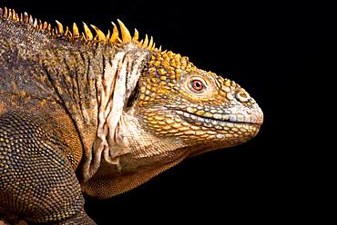 Galapagos land iguana (Conolophus subcristatus)