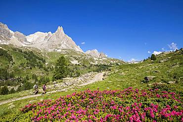 Vallee de La Claree, two hikers on the GR country of the Tour du Mont Thabor, flowering Rhododendron ferrugineux, in the background the Cerces massif (3093m), Nevache, Hautes-Alpes, France