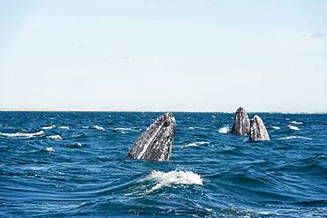 Gray whale (Eschrichtius robustus) Baja California. Mexico.