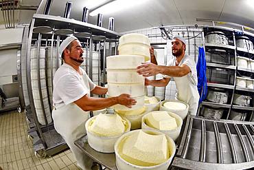 Morbier cheese making, Cheese factory, Damprichard, Doubs, France