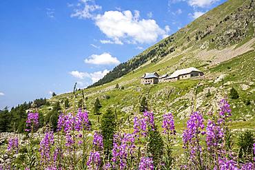 The Sanctuary of the Madonna of Fenestre (1904m), Fireweed (Epilobium angustifolium), Valley of the Madonna of Fenestre, Haute-Vesubie, Mercantour National Park, Alpes-Maritimes, France