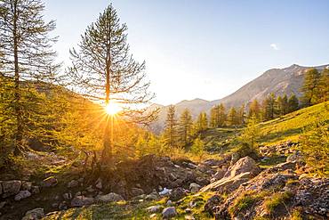 Sunset on the larches near Lake Allos (2226 m), Haut-Verdon, Mercantour National Park, Alps, France