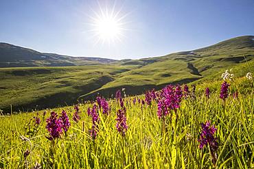 Flowerbed with elderflower Orchis (Dactylorhiza latifolia) on the Emparis plateau, La Grave, ecrins National Park, Hautes-Alpes, France