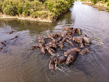 Hippopotamus (Hippopotamus amphibius), Troop in Mara River seen from drone, Masai-Mara Reserve, Kenya