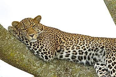 Leopard (Panthera pardus), female at rest, Masai-Mara National Reserve, Kenya