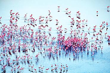 lesser flamingoes (Phoeniconaias minor), in courtship display, aerial wiew, lake Magadi, Kenya