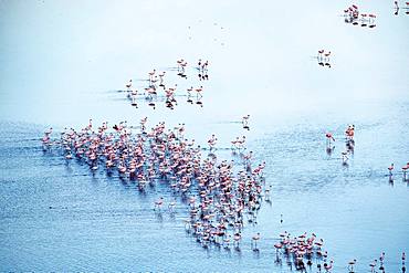 lesser flamingoes (Phoeniconaias minor), beginning a courtship display, aerial wiew, lake Magadi, Kenya