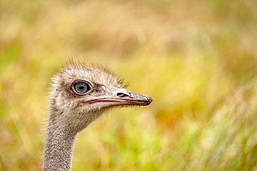 Ostrich (Struthio camelus), portrait, Masai-Mara Reserve, Kenya