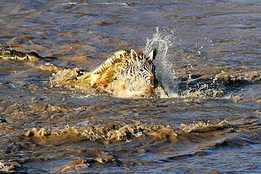 Nile Crocodile (Crocodylus niloticus) attacking a young Buechell's Zebra (Equus quagga burchellii) during the crossing of the Mara River, Masai Mara, Kenya