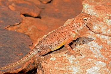 Central netted dragon (Ctenophorus nuchalis), King Canyons, NT, Australia