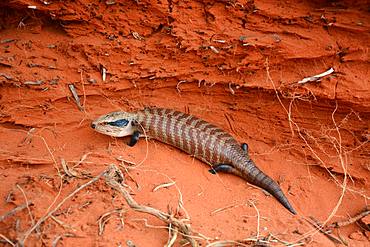 Centralian Blue-Tongued Skink (Tiliqua multifasciata, Mount Conner Red Center, NT, Australia