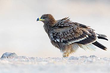 Steppe Eagle (Aquila nipalensis), Juvenile perched on the ground, Salalah, Dhofar, Oman