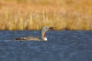 Red-throated Loon (Gavia stellata), adult swimming in a pool, Finnmark, Norway