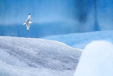 Black-legged Kittiwake (Rissa tridactyla), adult in flight among icebergs, Northeastern Region, Iceland