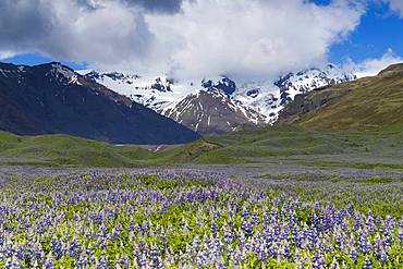 Icelandic landscape, field of Nootka Lupine with snowy mountains in the background, Southern, Region Iceland