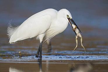 Little Egret (Egretta garzetta), adult with a caught frog, Campania, Italy