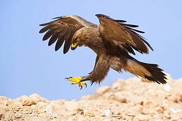 Lesser Spotted Eagle (Aquila pomarina), juvenile landing on the ground, Dhofar, Oman