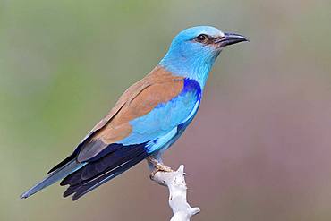 European Roller (Coracias garrulus), side view of an adult perched on a branch, Basilicata, Italy