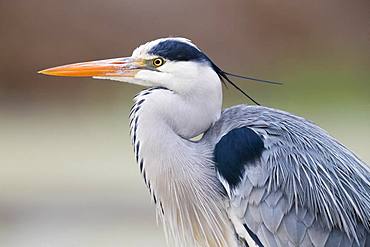 Grey Heron (Ardea cinerea), adult close-up, Campania, Italy