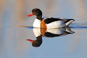 Common Shelduck (Tadorna tadorna), side view of an immature male swimming in a lake, Campania, Italy