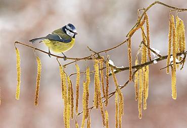 Blue tit (Cyanistes caeruleus) perched amongst catkins, England