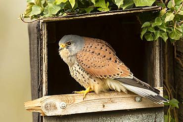 Kestrel (Falco tinnunculus) perched inside a nestbox, England