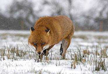 Red fox (Vulpes vulpes) wlaking in the snow, England