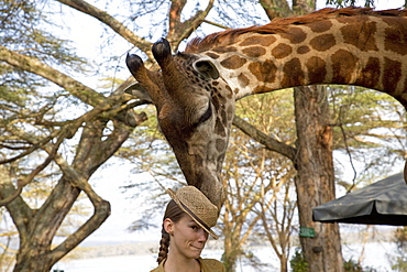 Eric a tame wild person-friendly giraffe investigates straw hat worn by lady tourist guest at Elsamere Naivasha Kenya