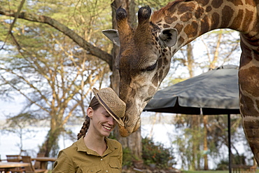 Eric a tame wild person-friendly giraffe investigates straw hat worn by lady tourist guest at Elsamere Naivasha Kenya