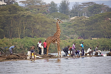 Eric the tame giraffe (Giraffa camelopardalis) amongst fishermen on shore, Lake Naivasha, Kenya