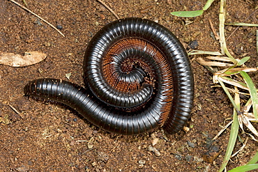 Giant red-legged African millipedes (Ephibolus pulchripes) mating often called Mombasa trains or chongololos Mombasa Kenya