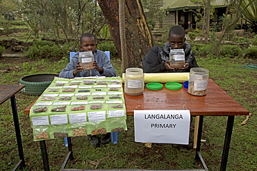 Seed collection native African trees for planting Langa Langa School, Kenya