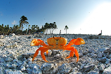 Johngarthia planata on Clipperton Island