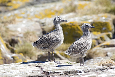 Lesser black-backed gull (Larus fuscus) young chicks, Farne Islands, Northumberland, UK