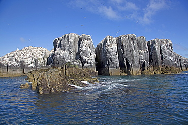 Pillars of rock with Guillemot colonies, Staple Island, Farne Island, Northumberland, UK