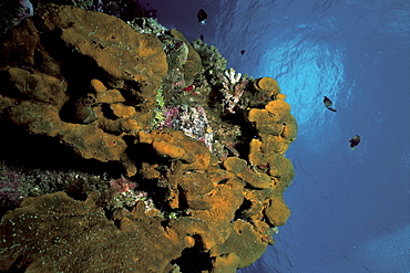 Dactylospongia metachromia, Rangiroa, French Polynesia