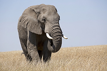 One large bull African elephant, Loxodonta africana, grassland, Masai Mara, Kenya