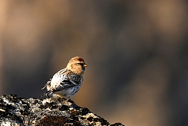 Common Redpoll (Acanthis flammea) on rock, GreenlandIt is one of the four sparrows that makes the great migration and thus crosses the Greenland Sea to nest in the recessed places of Greenland.