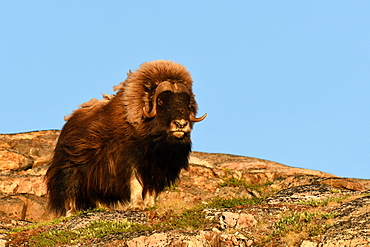 Male and lone muskox (Ovibos moschatus) on one of the archipelago islands at the bottom of Scoresby Sund, GreenlandIt must have arrived here in winter through the ice floe